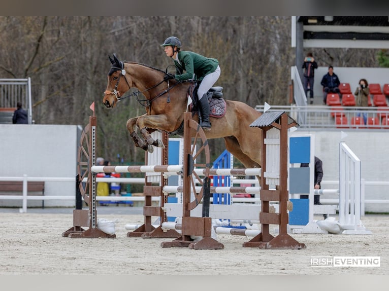 Englisches Vollblut Wallach 5 Jahre 173 cm Dunkelbrauner in Brunete