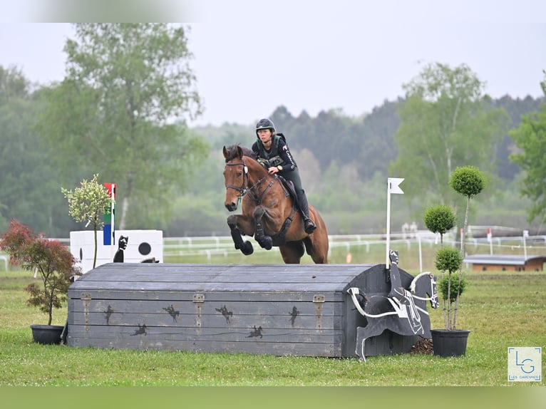 Englisches Vollblut Wallach 5 Jahre 173 cm Dunkelbrauner in Brunete