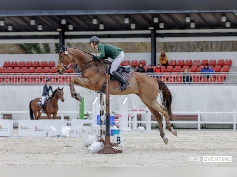 Englisches Vollblut Wallach 5 Jahre 173 cm Dunkelbrauner in Brunete