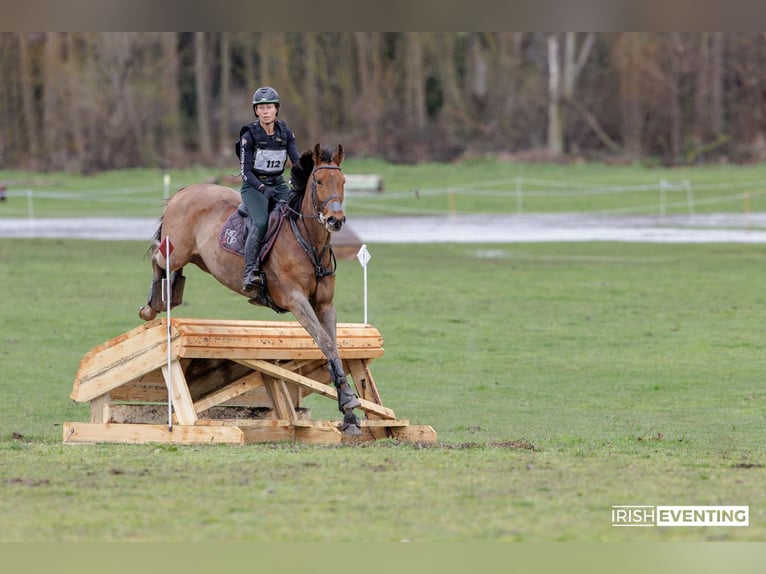 Englisches Vollblut Wallach 5 Jahre 173 cm Dunkelbrauner in Brunete