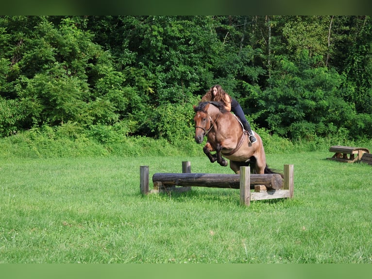 Englisches Vollblut Mix Wallach 5 Jahre 173 cm Roan-Bay in Littlestown