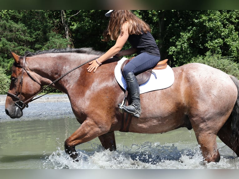Englisches Vollblut Mix Wallach 5 Jahre 173 cm Roan-Bay in Littlestown