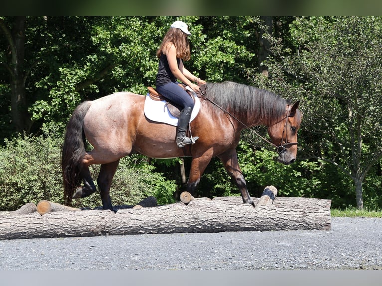 Englisches Vollblut Mix Wallach 5 Jahre 173 cm Roan-Bay in Littlestown