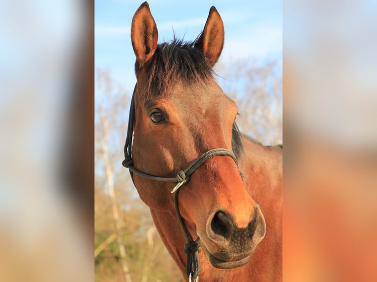 Englisches Vollblut Wallach 6 Jahre 153 cm Brauner in Meerbusch