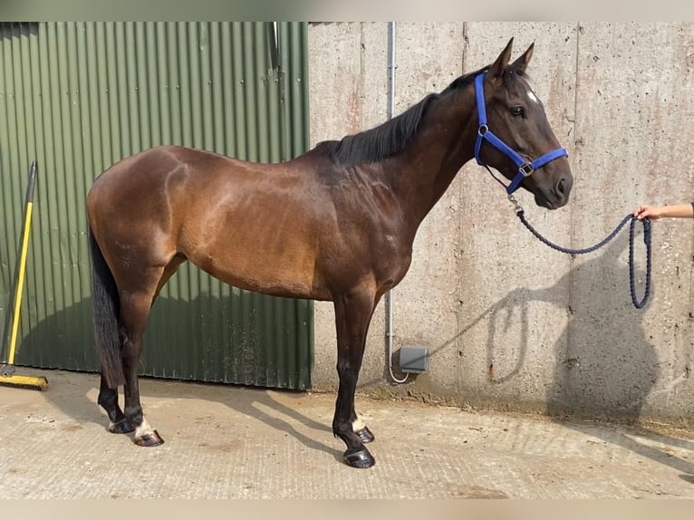 Englisches Vollblut Wallach 6 Jahre 155 cm Brauner in Sligo