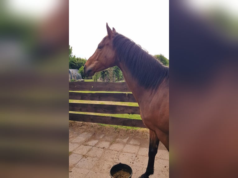 Englisches Vollblut Wallach 6 Jahre 159 cm Dunkelbrauner in Gnarrenburg