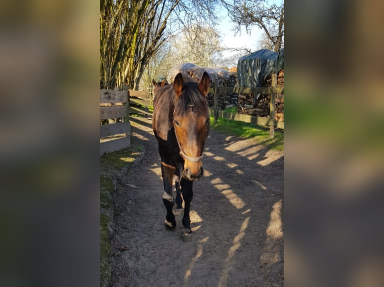 Englisches Vollblut Wallach 6 Jahre 159 cm Dunkelbrauner in Gnarrenburg