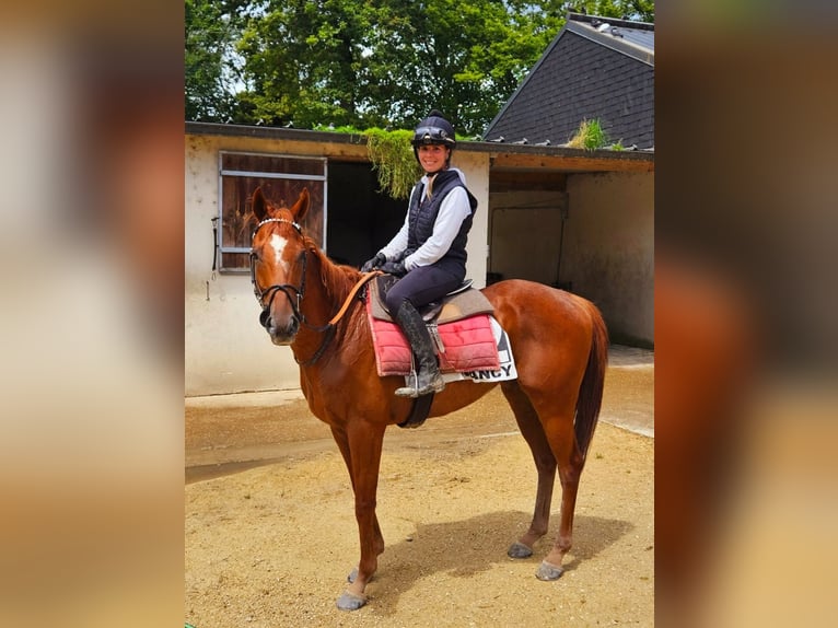 Englisches Vollblut Wallach 6 Jahre 159 cm Fuchs in Beckingen