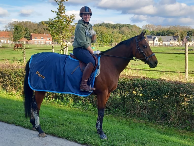 Englisches Vollblut Wallach 6 Jahre 160 cm Brauner in Ieper