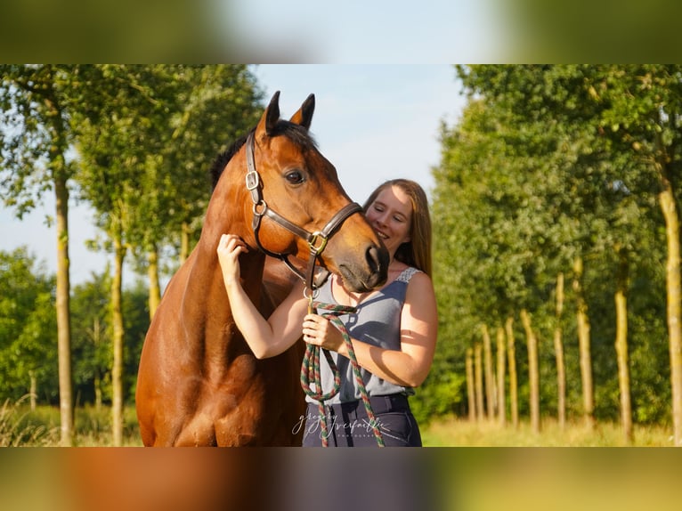 Englisches Vollblut Wallach 6 Jahre 160 cm Brauner in Ieper