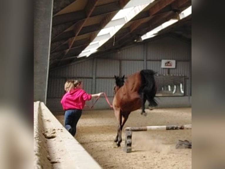 Englisches Vollblut Wallach 6 Jahre 160 cm Brauner in Ieper