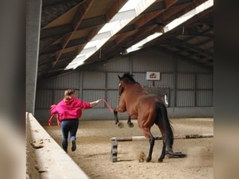 Englisches Vollblut Wallach 6 Jahre 160 cm Brauner in Ieper