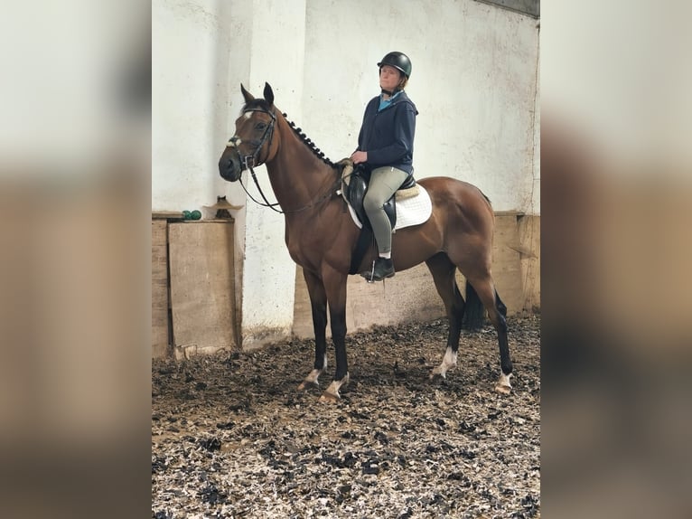 Englisches Vollblut Wallach 6 Jahre 160 cm Brauner in Pulsnitz