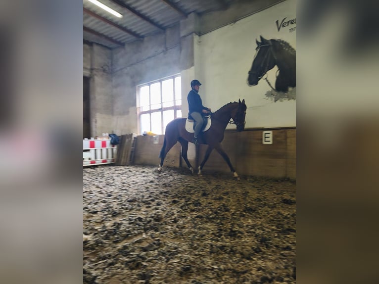 Englisches Vollblut Wallach 6 Jahre 160 cm Brauner in Pulsnitz