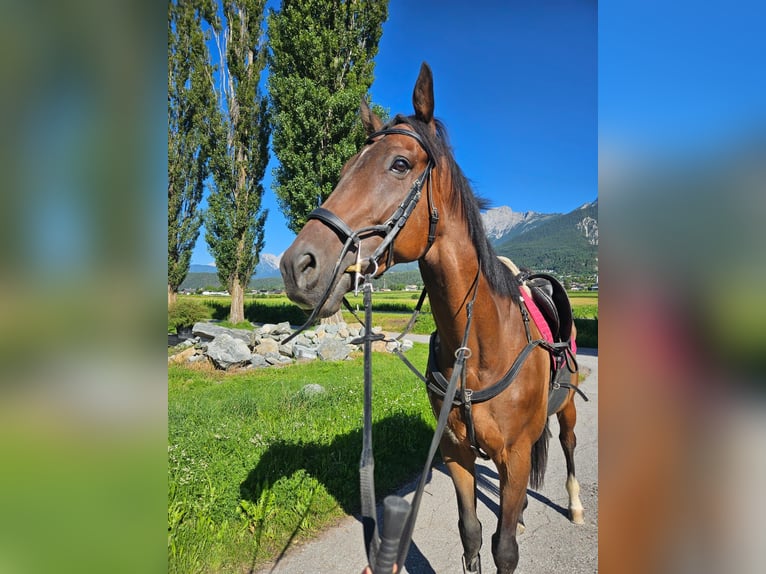 Englisches Vollblut Wallach 6 Jahre 160 cm Dunkelbrauner in Telfs
