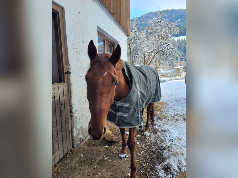 Englisches Vollblut Wallach 6 Jahre 160 cm Fuchs in Oberau