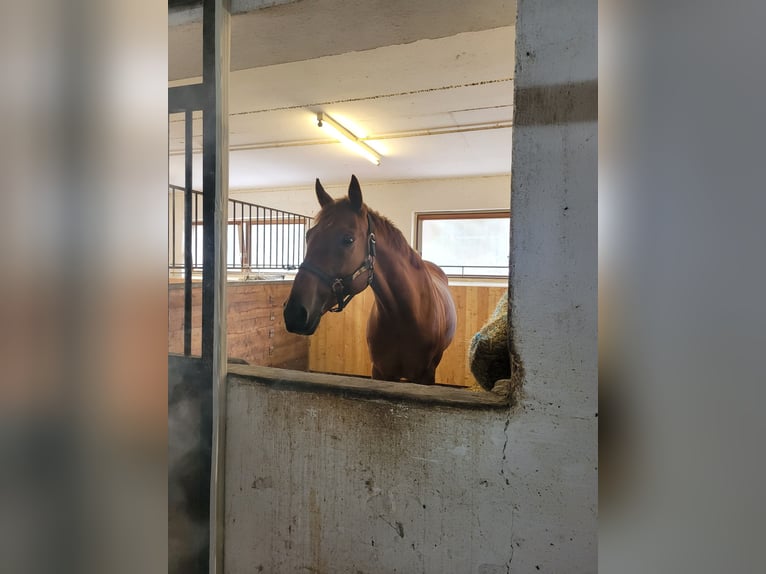 Englisches Vollblut Wallach 6 Jahre 160 cm Fuchs in Oberau