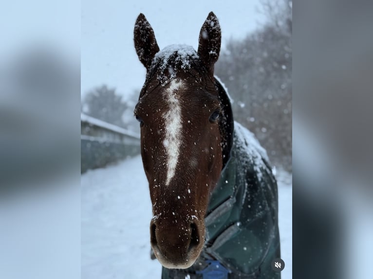 Englisches Vollblut Wallach 6 Jahre 163 cm Dunkelfuchs in Fjerritslev