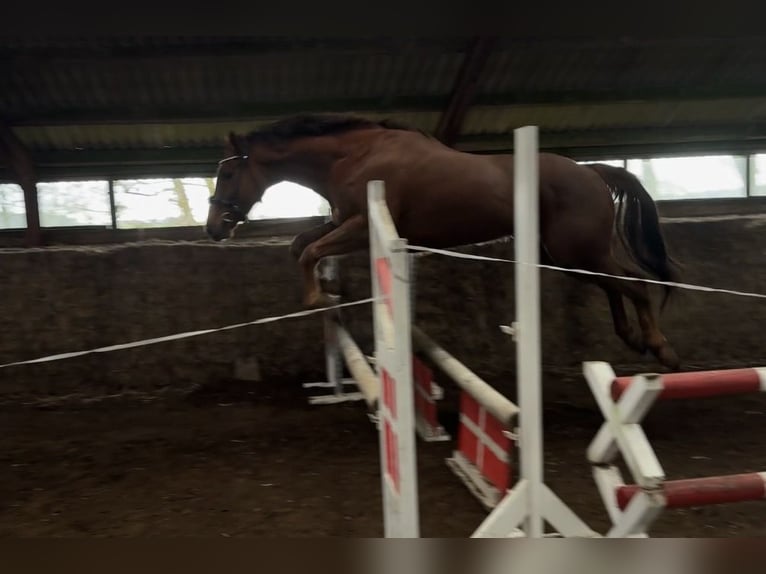 Englisches Vollblut Wallach 6 Jahre 163 cm Dunkelfuchs in Fjerritslev