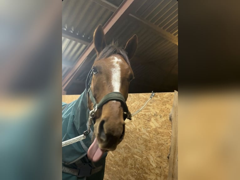 Englisches Vollblut Wallach 6 Jahre 163 cm Dunkelfuchs in Fjerritslev