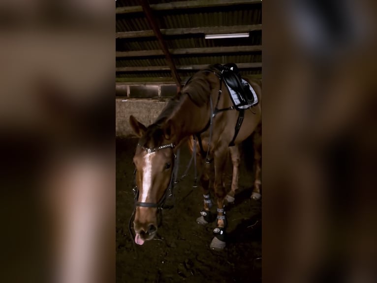 Englisches Vollblut Wallach 6 Jahre 163 cm Dunkelfuchs in Fjerritslev