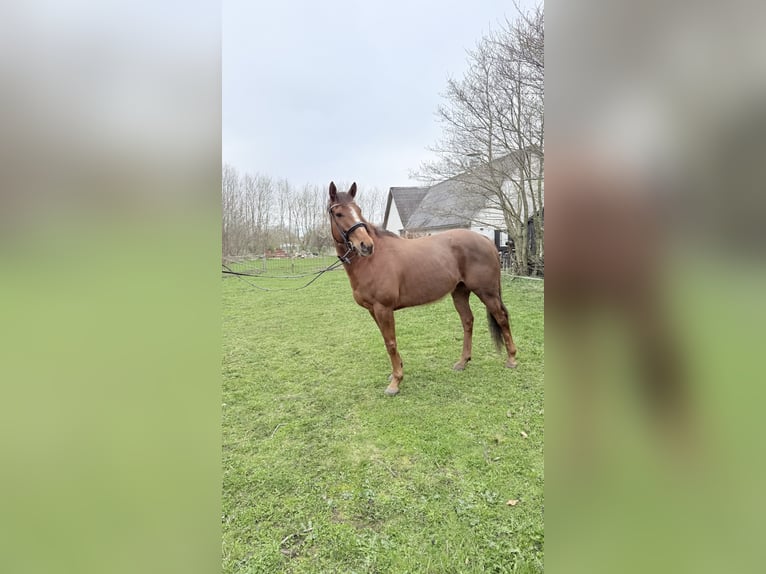 Englisches Vollblut Wallach 6 Jahre 163 cm Dunkelfuchs in Fjerritslev