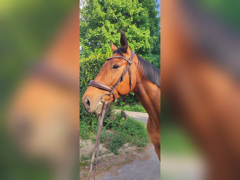 Englisches Vollblut Wallach 6 Jahre 164 cm Brauner in Much