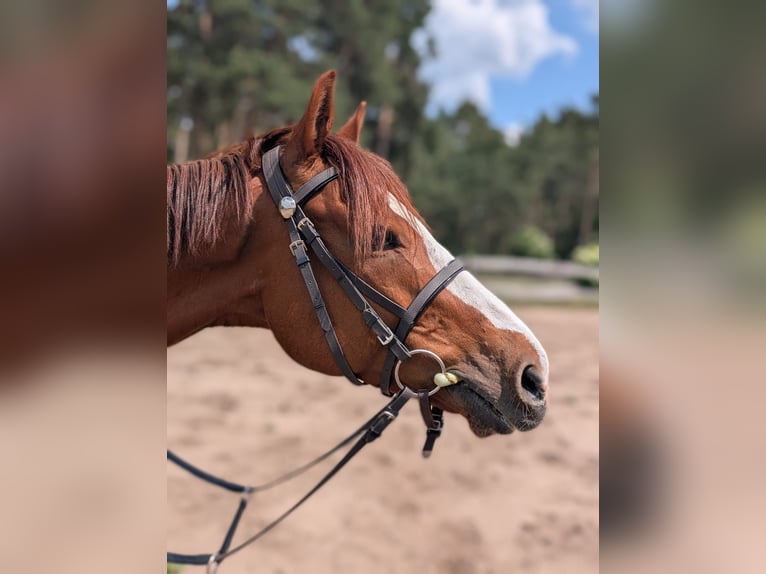 Englisches Vollblut Wallach 6 Jahre 164 cm Fuchs in M&#xF6;ser