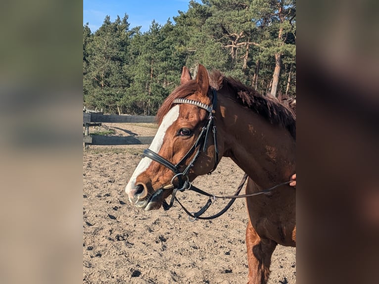 Englisches Vollblut Wallach 6 Jahre 164 cm Fuchs in M&#xF6;ser