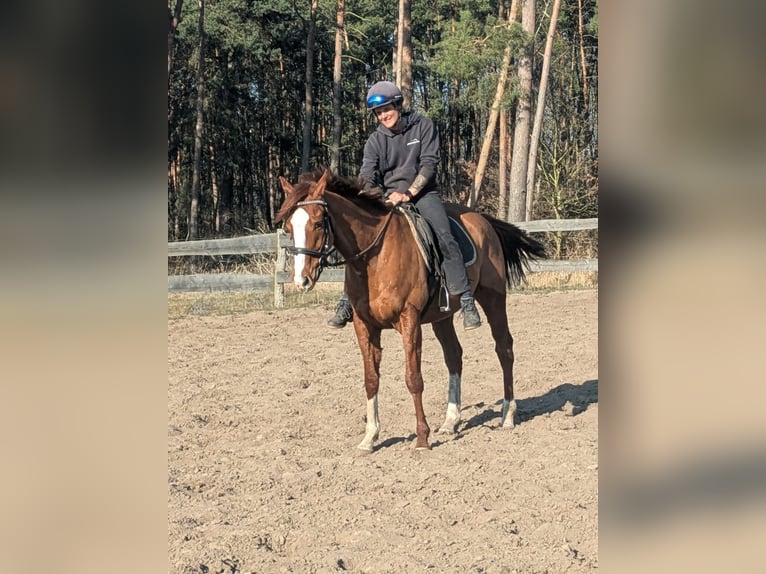 Englisches Vollblut Wallach 6 Jahre 164 cm Fuchs in M&#xF6;ser