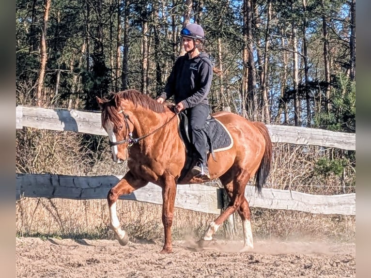 Englisches Vollblut Wallach 6 Jahre 164 cm Fuchs in M&#xF6;ser