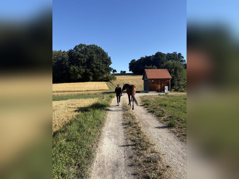 Englisches Vollblut Wallach 6 Jahre 165 cm Brauner in Hilpoltstein
