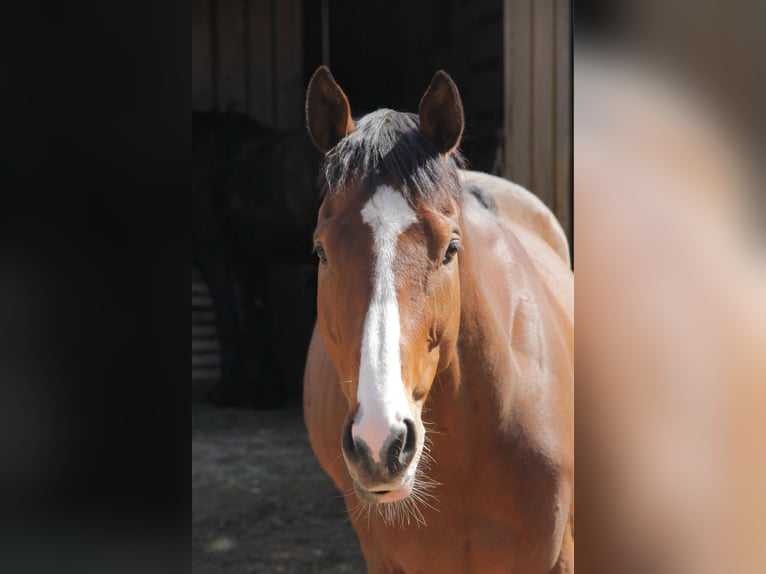 Englisches Vollblut Wallach 6 Jahre 165 cm Brauner in Hilpoltstein