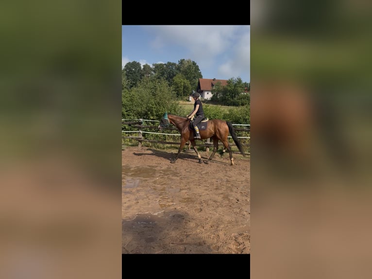 Englisches Vollblut Wallach 6 Jahre 165 cm Brauner in Hilpoltstein