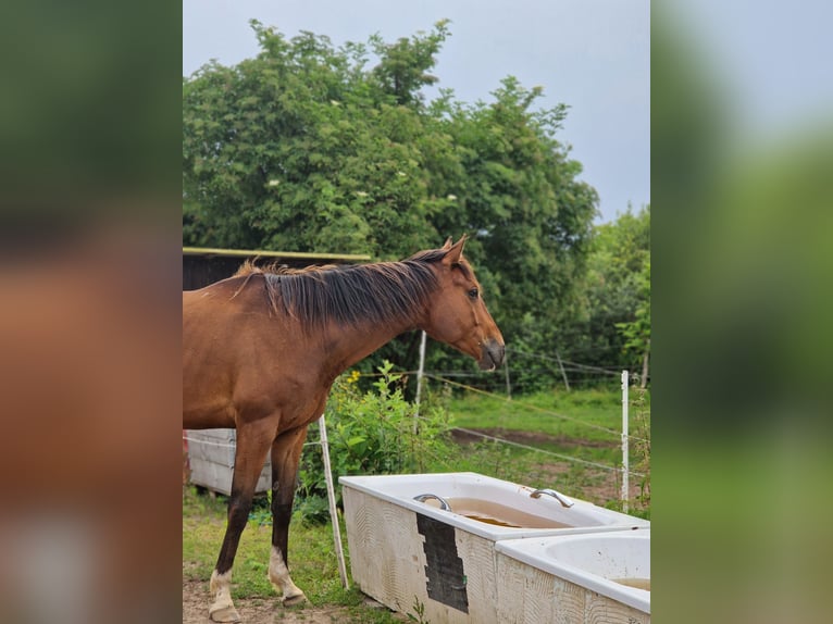 Englisches Vollblut Wallach 6 Jahre 165 cm Brauner in Leegebruch