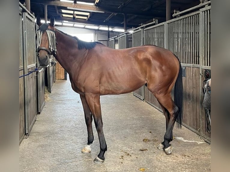 Englisches Vollblut Wallach 6 Jahre 165 cm Brauner in Morbach