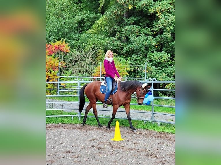 Englisches Vollblut Wallach 6 Jahre 165 cm Brauner in Hundsbach