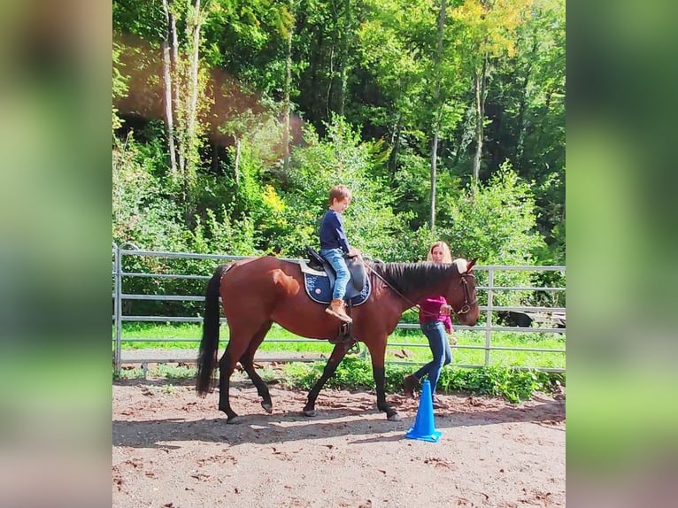 Englisches Vollblut Wallach 6 Jahre 165 cm Brauner in Hundsbach