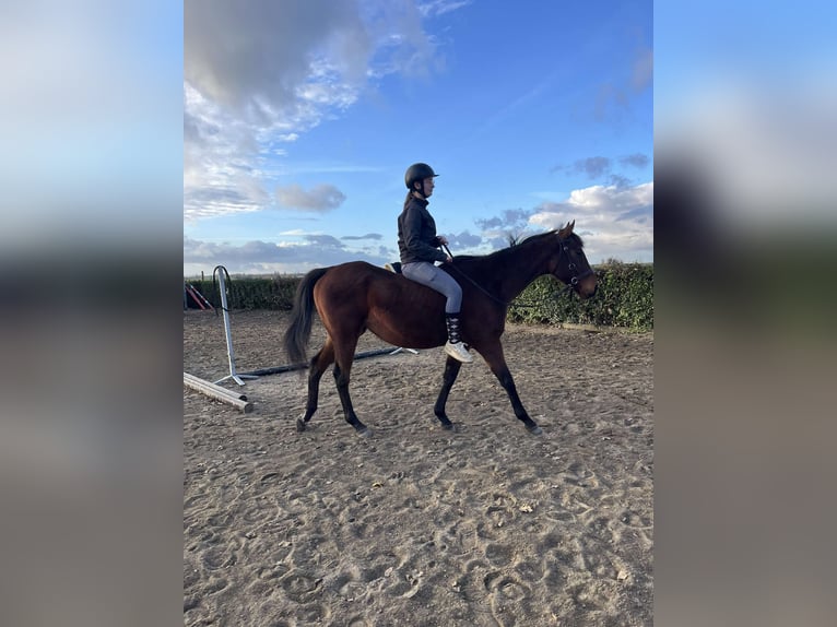 Englisches Vollblut Wallach 6 Jahre 165 cm Brauner in Cagnoncles