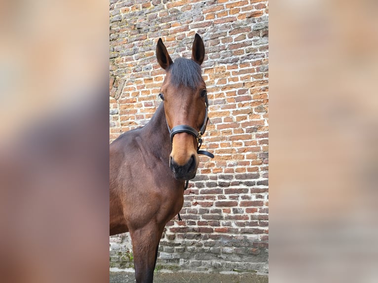 Englisches Vollblut Wallach 6 Jahre 165 cm Brauner in Cagnoncles