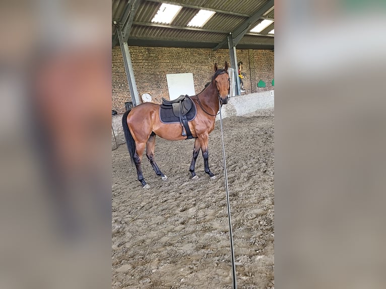 Englisches Vollblut Wallach 6 Jahre 165 cm Brauner in Cagnoncles