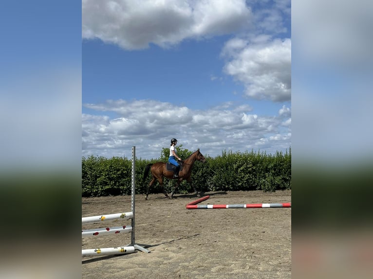 Englisches Vollblut Wallach 6 Jahre 165 cm Brauner in Cagnoncles