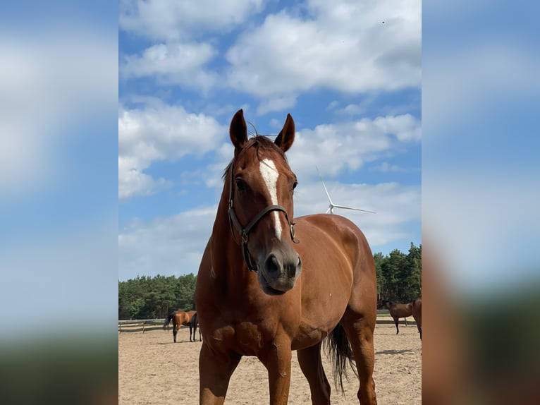 Englisches Vollblut Wallach 6 Jahre 165 cm Dunkelfuchs in Möser