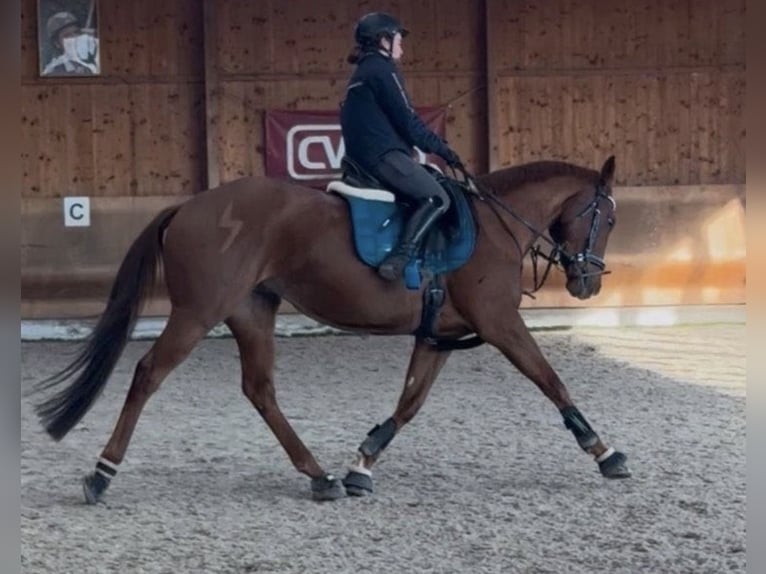 Englisches Vollblut Wallach 6 Jahre 165 cm Fuchs in Coswig