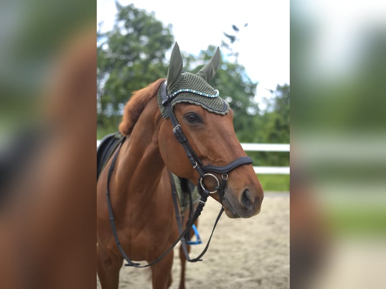 Englisches Vollblut Wallach 6 Jahre 165 cm Fuchs in Coswig