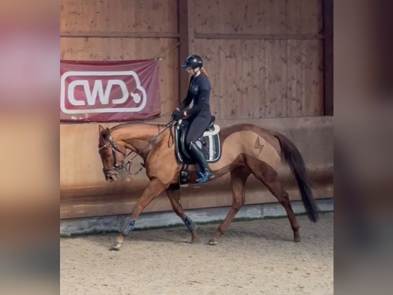 Englisches Vollblut Wallach 6 Jahre 165 cm Fuchs in Coswig