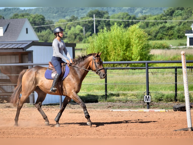 Englisches Vollblut Wallach 6 Jahre 165 cm Rotbrauner in Mccurtain
