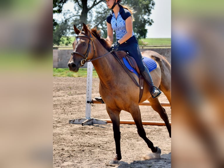 Englisches Vollblut Wallach 6 Jahre 165 cm Rotbrauner in Mccurtain