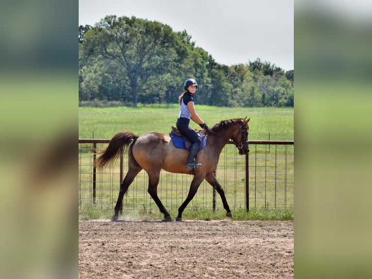 Englisches Vollblut Wallach 6 Jahre 165 cm Rotbrauner in Mccurtain