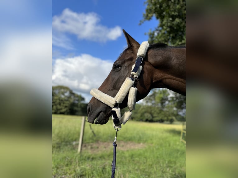 Englisches Vollblut Wallach 6 Jahre 165 cm Schwarzbrauner in Reux